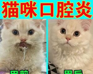 两个月小猫口臭怎么办？如何有效解决小猫口臭问题？