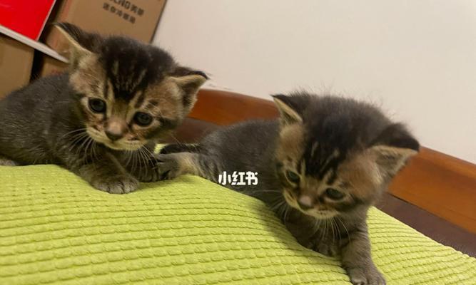 领养猫咪需要支付补贴吗？补贴政策有哪些？