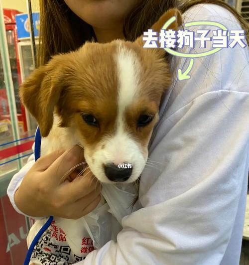 领养幼犬需要准备哪些物品？初次领养需要注意什么？