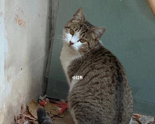 流浪猫猫咪应该吃什么食物？如何为流浪猫选择健康食品？