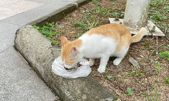 流浪猫猫咪应该吃什么食物？如何为流浪猫选择健康食品？