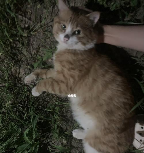 流浪猫猫咪应该吃什么食物？如何为流浪猫选择健康食品？