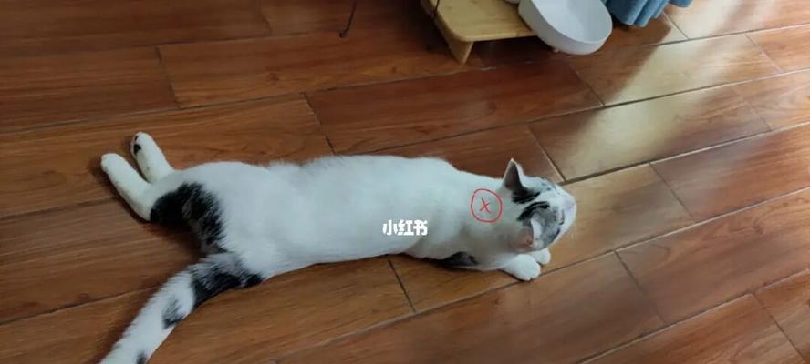 猫吃东西就吐怎么办？如何快速解决宠物呕吐问题？