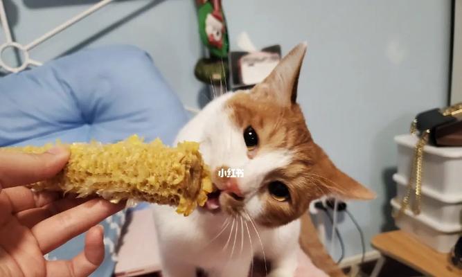 猫吃东西就吐怎么办？如何快速解决宠物呕吐问题？