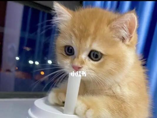 猫吃东西积食了怎么办？如何快速缓解猫咪积食症状？