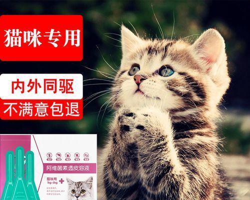 猫打虫成功后会有什么反应？如何判断治疗效果？