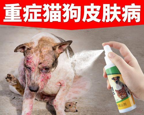 猫得了猫癣用什么洗液？有效治疗方法有哪些？