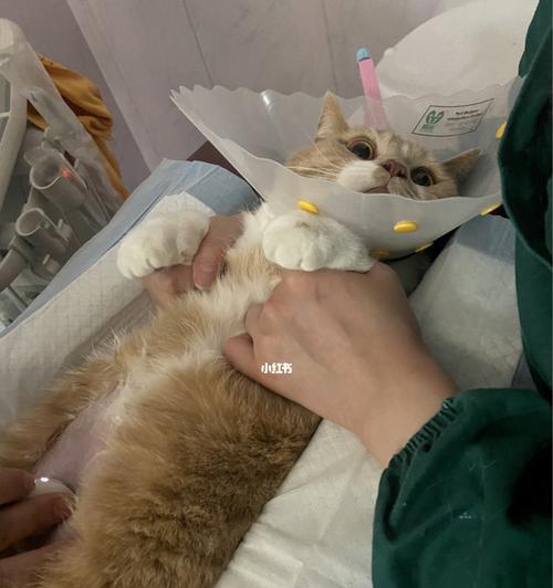 猫得胰腺炎吃什么药好？如何选择合适的治疗方案？