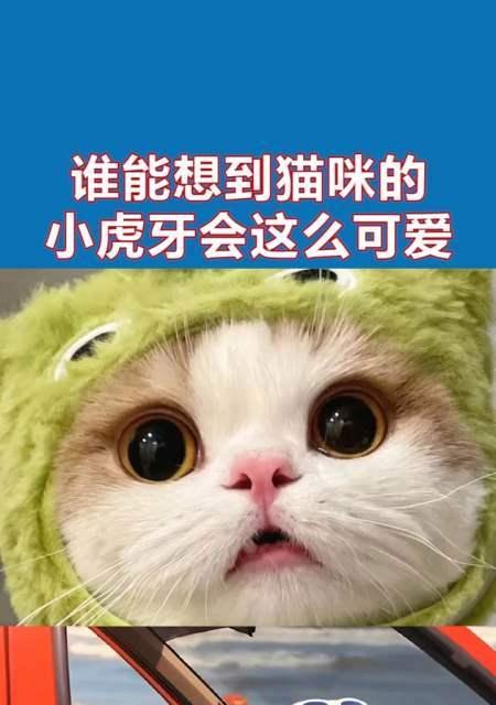 猫的虎牙断了怎么消毒？正确的消毒步骤是什么？