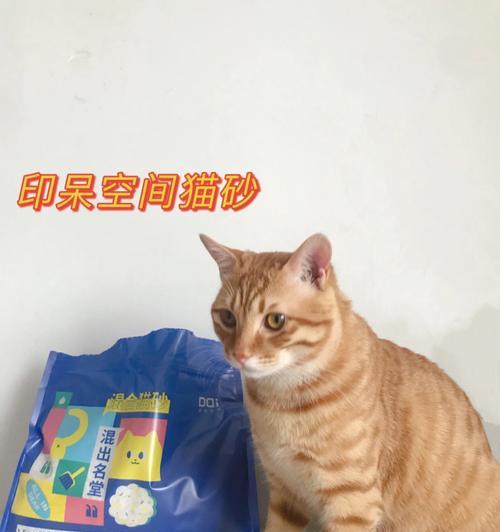 猫的排泄物颜色异常是怎么回事？