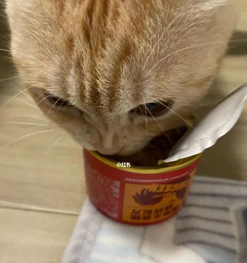 猫罐头小猫一顿吃多少合适？如何根据年龄调整食量？