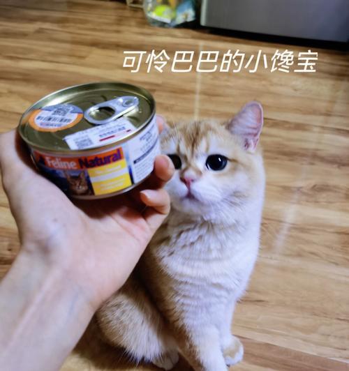 猫罐头小猫一顿吃多少合适？如何根据年龄调整食量？