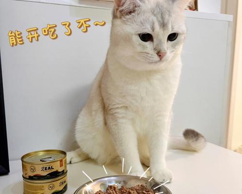 猫罐头小猫一顿吃多少合适？如何根据年龄调整食量？