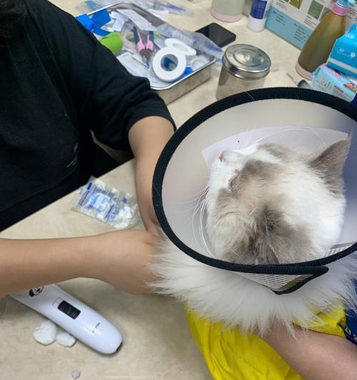 猫咳嗽打什么针最有效？如何快速缓解宠物猫的咳嗽症状？