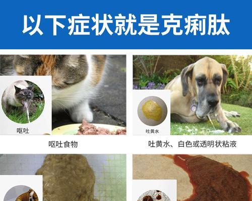 猫拉肚子虚脱了怎么办？如何快速有效地处理？