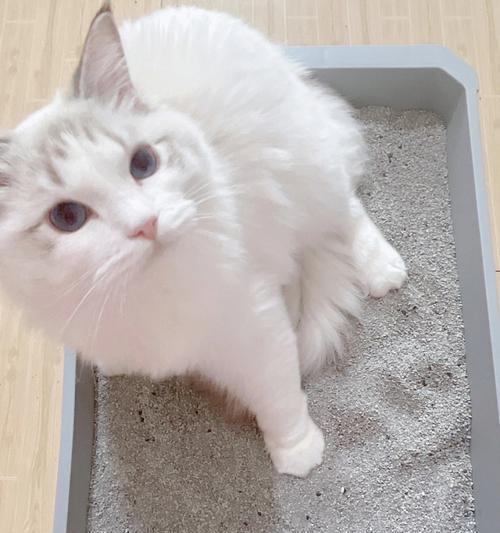 猫妈会教小猫用猫砂吗？如何训练小猫正确使用猫砂盆？