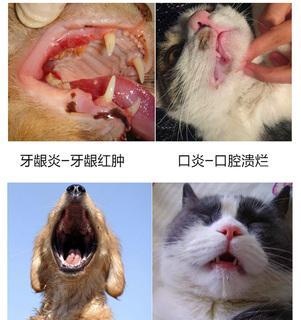 猫猫的口腔溃疡怎么办？如何快速有效地进行家庭治疗？