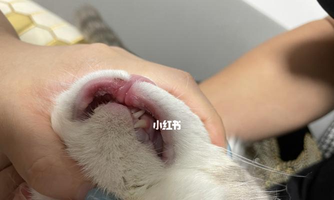 猫猫的口腔溃疡怎么办？如何快速有效地进行家庭治疗？