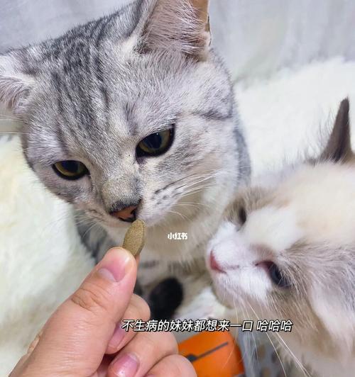 猫猫感冒了怎么办？人类药物对猫咪安全吗？