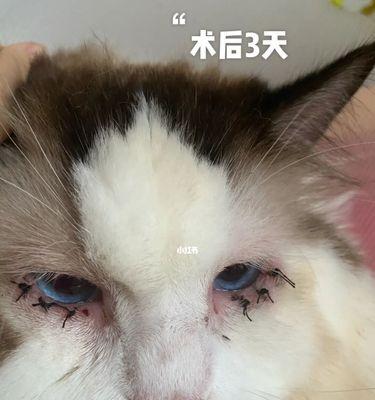 猫身上有伤口时如何安全剪毛？剪毛后需要注意什么？