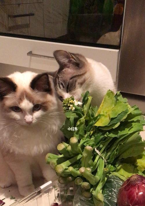 猫生病了怎么自己吃草？有哪些草药对猫咪有益？