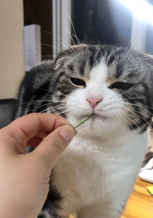 猫生病了怎么自己吃草？有哪些草药对猫咪有益？