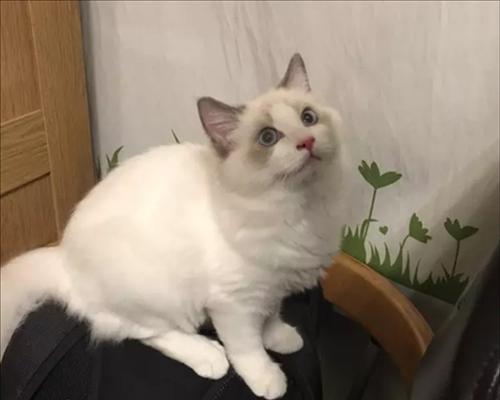 猫生小猫时主人可以摸吗？抚摸新生小猫的正确时机和方法是什么？