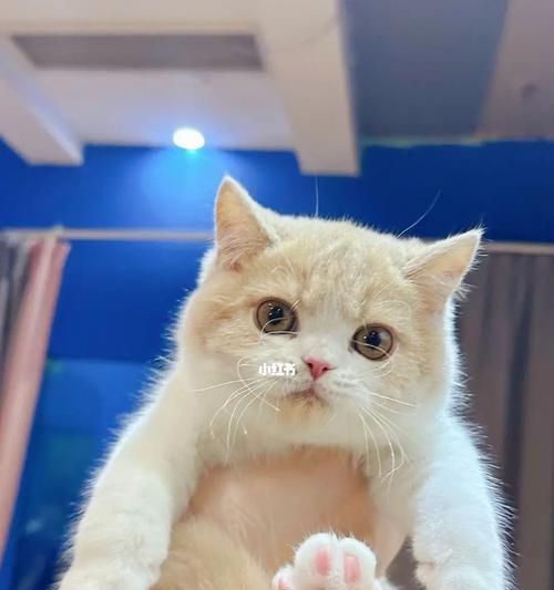 猫什么季节生小猫最好？如何选择最佳繁殖时间？