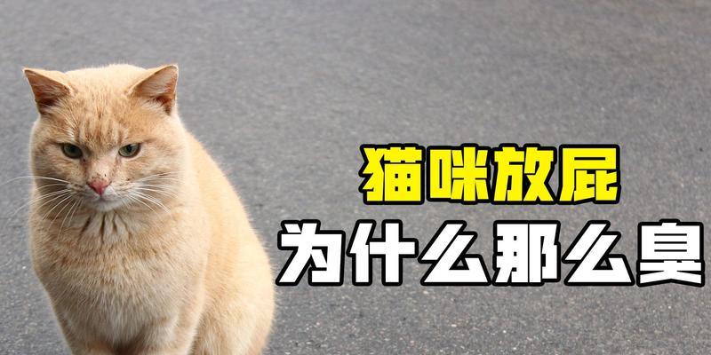 猫是怎么放屁视频短片？视频中展示了哪些有趣的放屁瞬间？