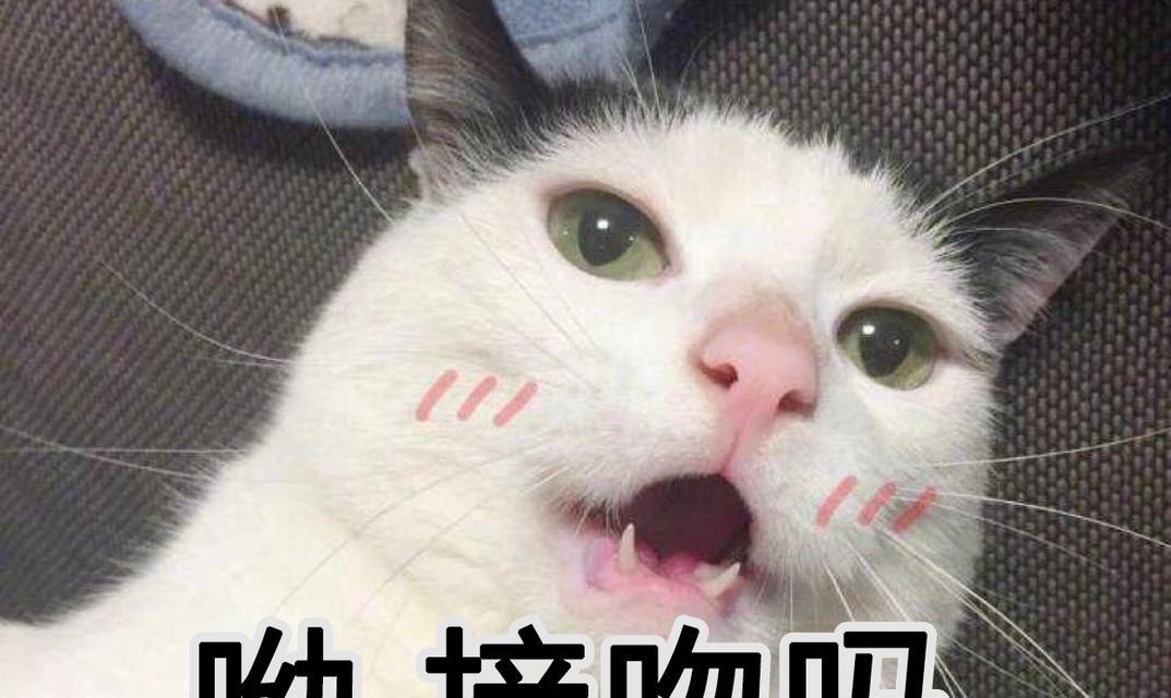 猫口臭了怎么办？如何快速解决宠物口腔问题？