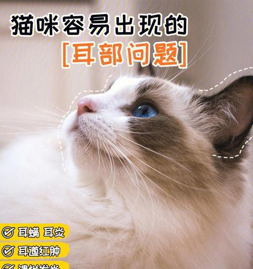 猫为什么喜欢互舔耳朵？这种行为背后的科学解释是什么？