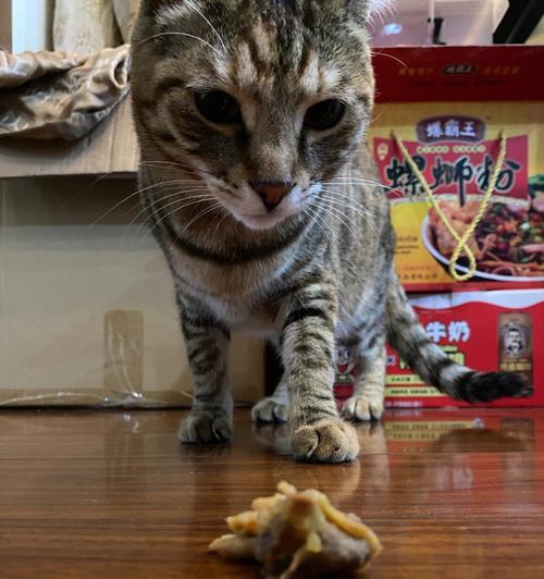 猫误食了东西会怎么样？如何处理紧急情况？