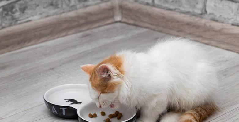 猫喜欢用什么容器吃饭？如何选择合适的猫食盆？