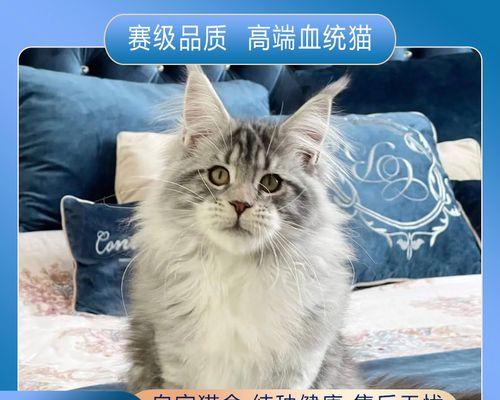 猫一次能生多少小猫？常见问题解答