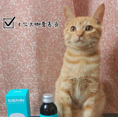 猫用营养液的正确使用方法是什么？使用过程中常见问题有哪些？