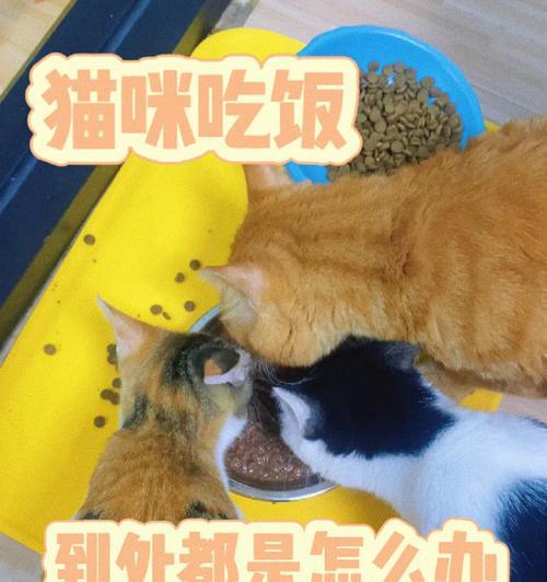 猫嘴最里面烂了怎么办？如何进行家庭护理和治疗？