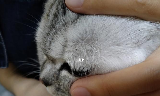 猫藓对猫咪有什么影响？如何识别和治疗猫藓？