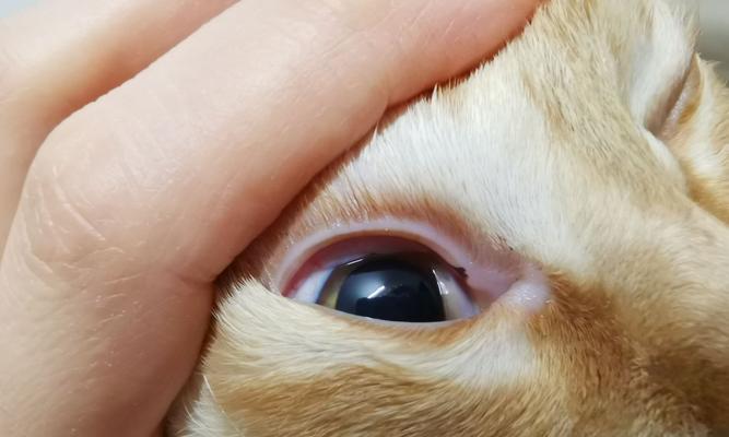 猫咪白色眼睑被打出来怎么办？如何处理和预防？