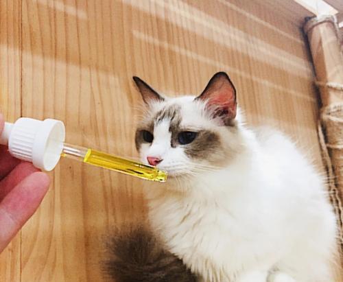 猫咪宝宝感冒了怎么办？吃什么药能缓解症状？