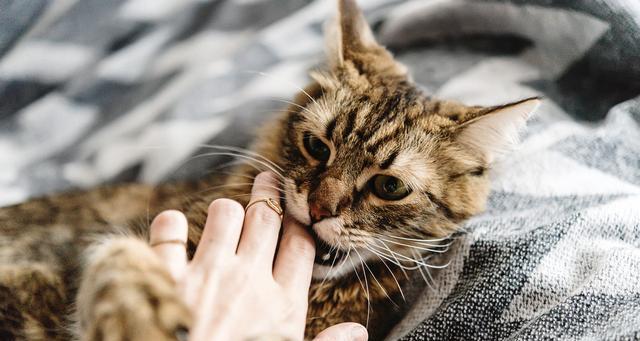 猫咪不出门会有病菌吗？如何确保宠物健康？