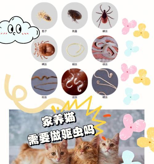 猫咪不出门会有病菌吗？如何确保宠物健康？