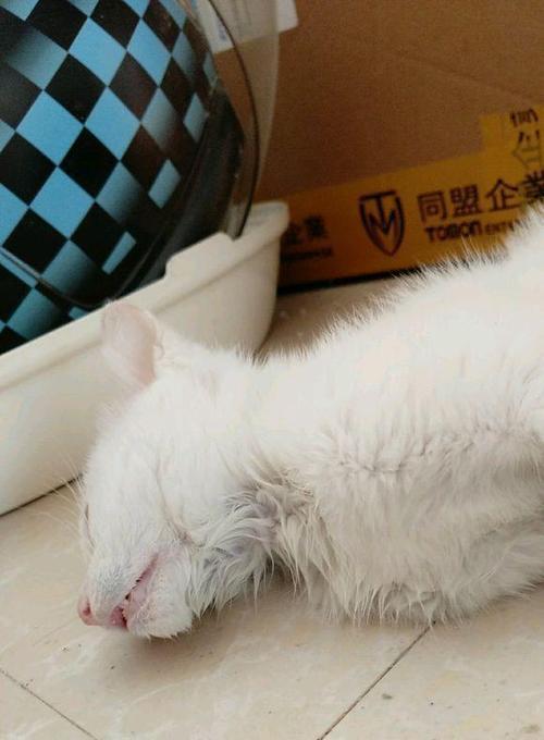 猫咪长效胰岛素打多了怎么办？如何调整剂量？