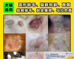 猫咪长藓的症状有哪些？如何及时发现和处理？