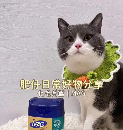 猫咪肠道堵塞物理疗法是什么？如何有效治疗？