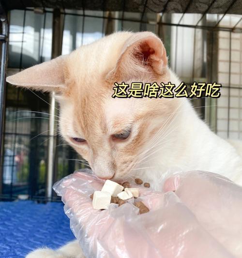 猫咪肠胃不适时应避免哪些猫粮成分？