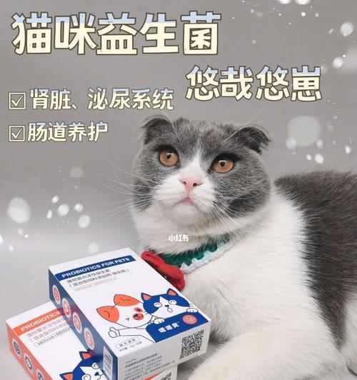 猫咪肠胃药的最佳服用时间是什么时候？