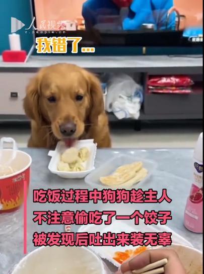 猫咪误食老鼠药中毒怎么办？解毒方法有哪些？