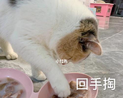 猫咪吃完就拉是怎么回事？可能的原因和解决方法是什么？