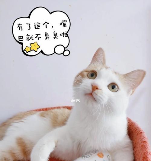 猫咪大便失禁怎么刺激？有效的方法有哪些？