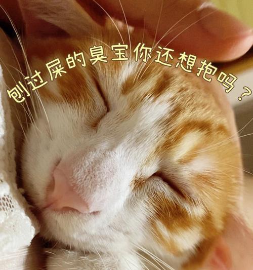 猫咪大便颜色正常吗？如何判断猫咪健康状况？